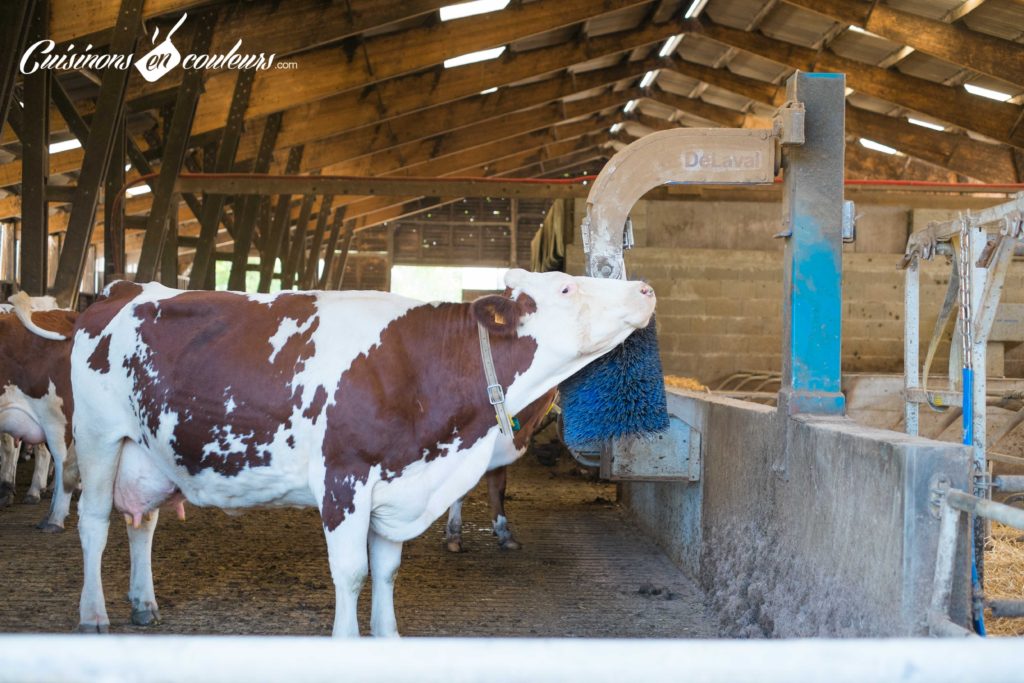les-laitiers-responsables-11-1024x683 - Immersion dans une ferme Candia avec Les Laitiers Responsables