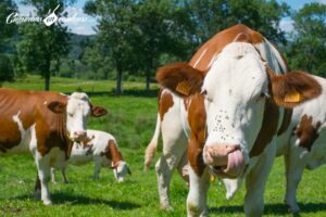 Immersion dans une ferme Candia avec Les Laitiers Responsables