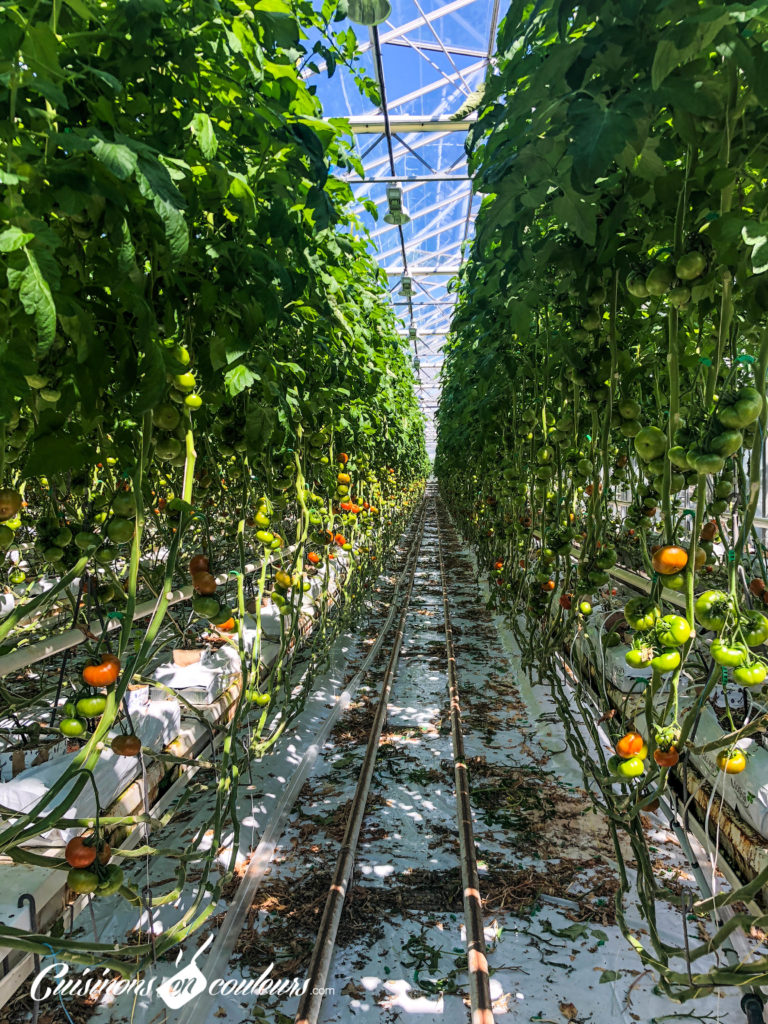 Serres-ouvertes_-5-768x1024 - Serres Ouvertes, découvrez la culture sous serre des tomates et concombres de France les 24 et 25 mai prochains