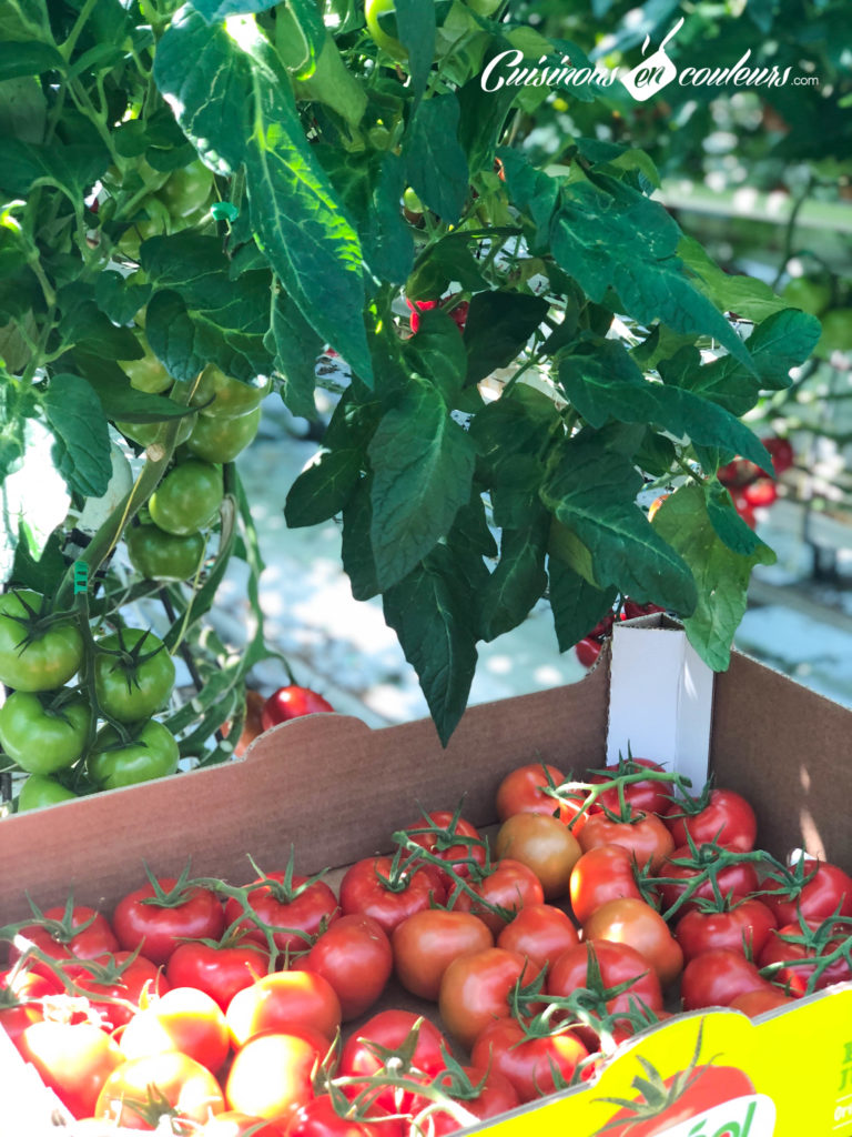 serres-ouvertes-5-768x1024 - Serres Ouvertes, découvrez la culture sous serre des tomates et concombres de France les 24 et 25 mai prochains