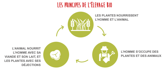 Capture-de%CC%81cran-2021-12-20-a%CC%80-20.31.25 - À la découverte de l'élevage d'agneaux Bio