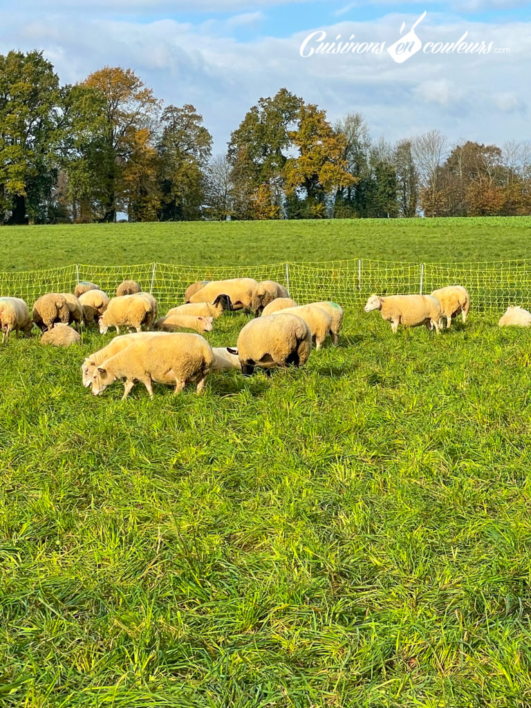 agneau-viande-bio-3-768x1024 - À la découverte de l'élevage d'agneaux Bio