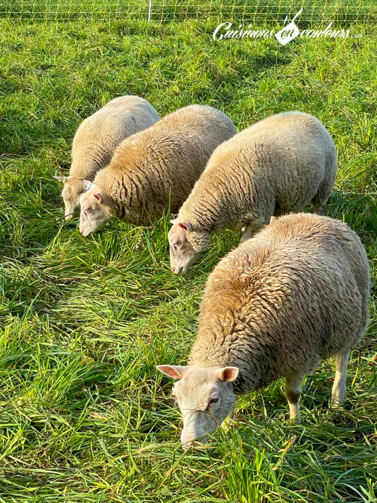 agneau-viande-bio-4-768x1024 - À la découverte de l'élevage d'agneaux Bio