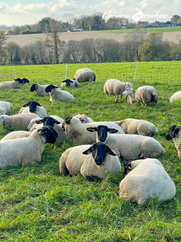 agneau-viande-bio-6-768x1024 - À la découverte de l'élevage d'agneaux Bio